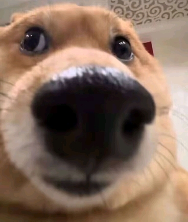 佛系的跑步机
